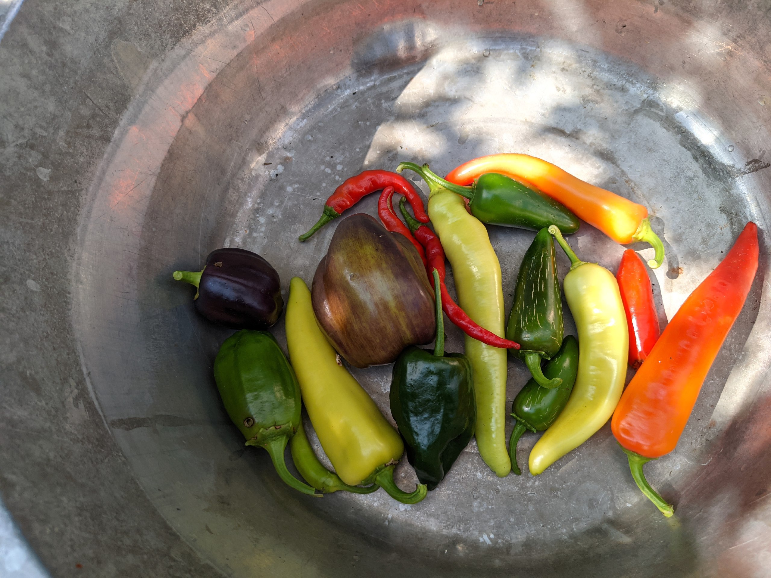 Peppers picked from the garden.