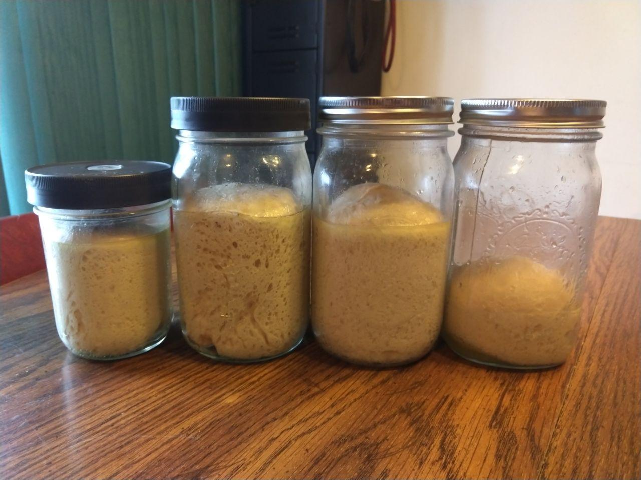 Jars of dough after fermenting for a day.