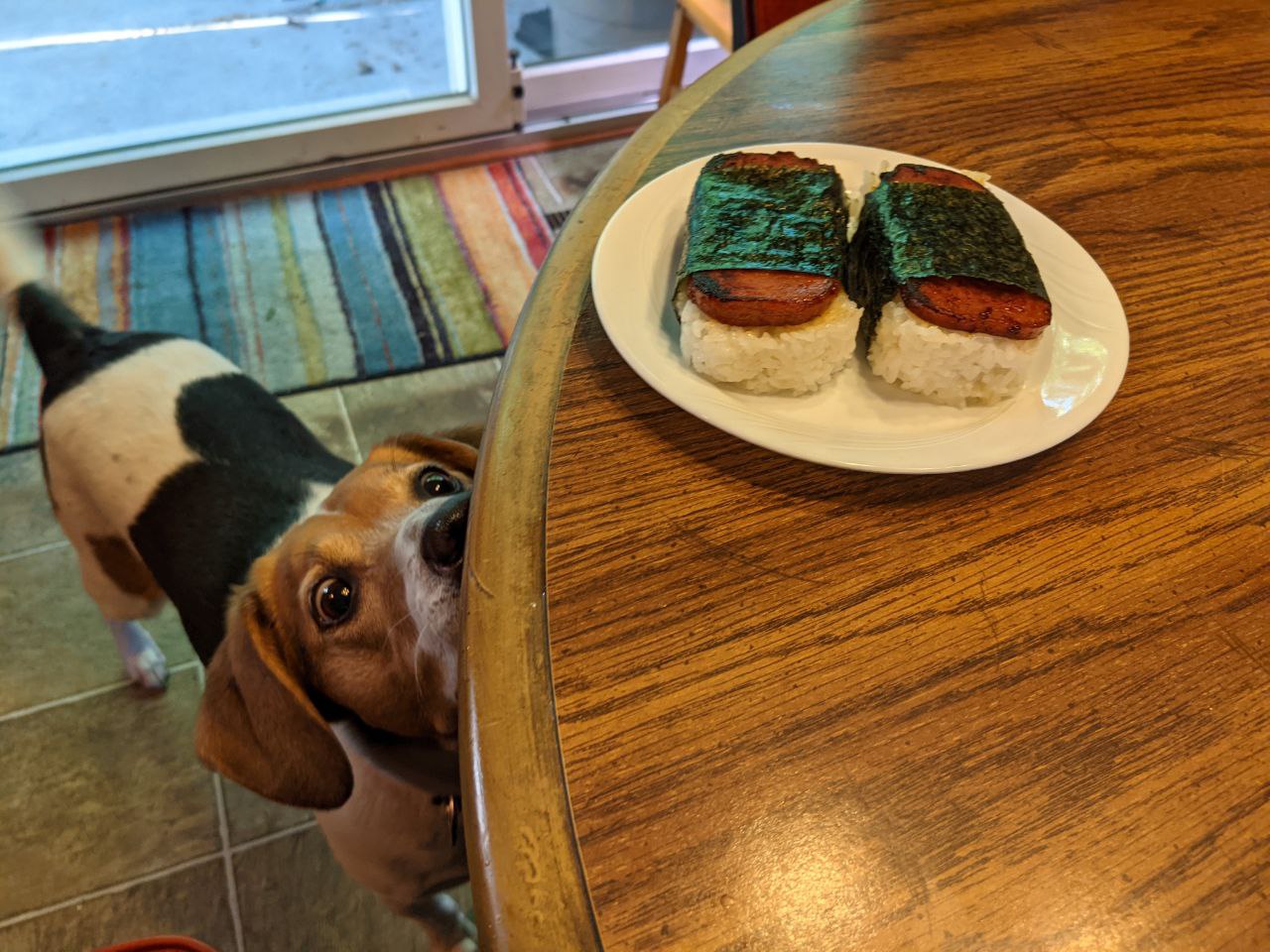 Togo smelling a plate of spam musubi.