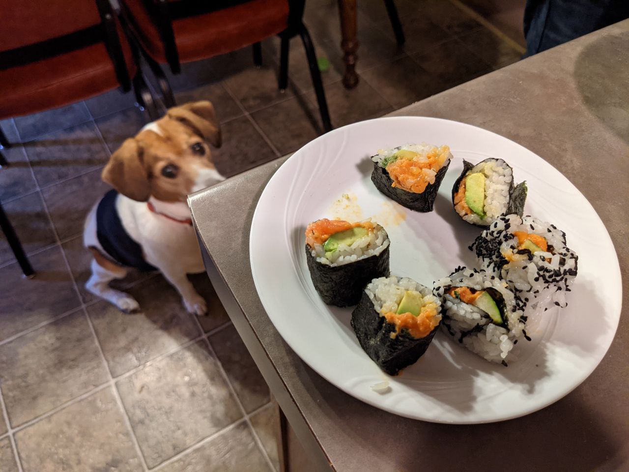 Togo staring at a plate of spicy tuna rolls.